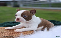 Boston Terrier dogs for sale: Mack - Image 3