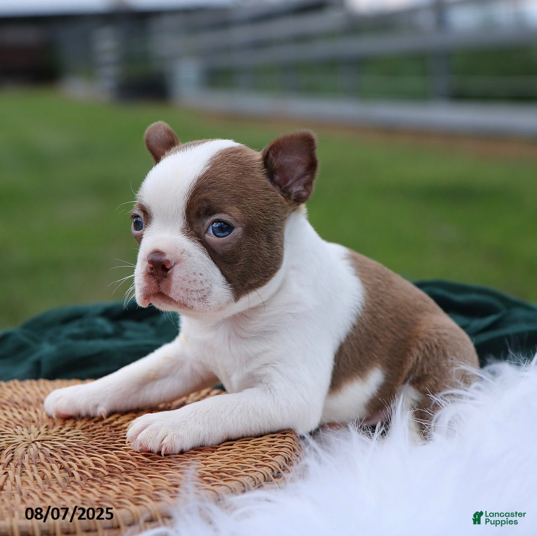 Boston Terrier dogs for sale: Mack - Image 3