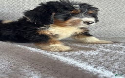 Mini Bernedoodle dogs for sale: Miles - Image 7
