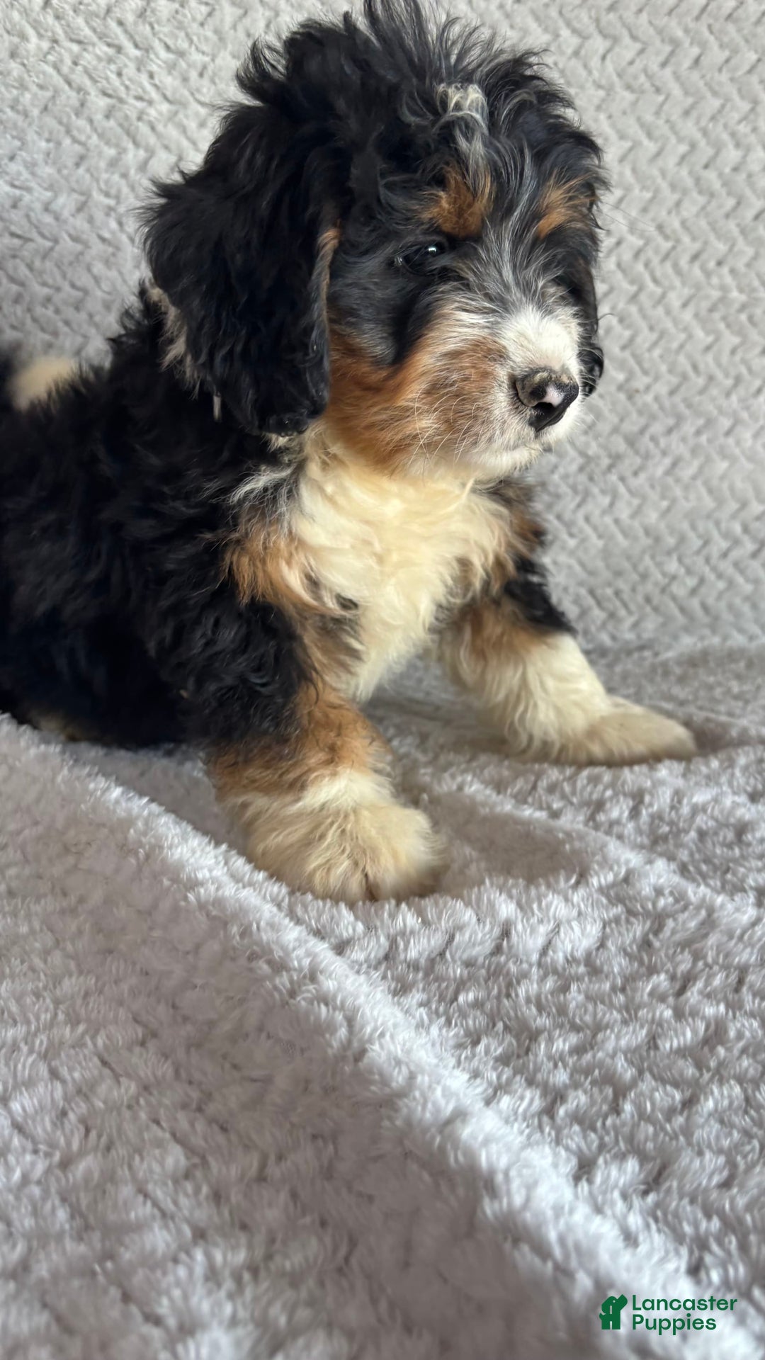 Mini Bernedoodle dogs for sale: Miles - Image 7