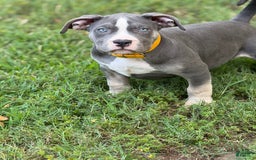 American Bully dogs for sale: Willow - Image 2