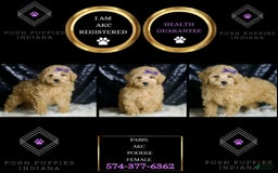 Miniature Poodle dogs for sale: Paris - Image 6