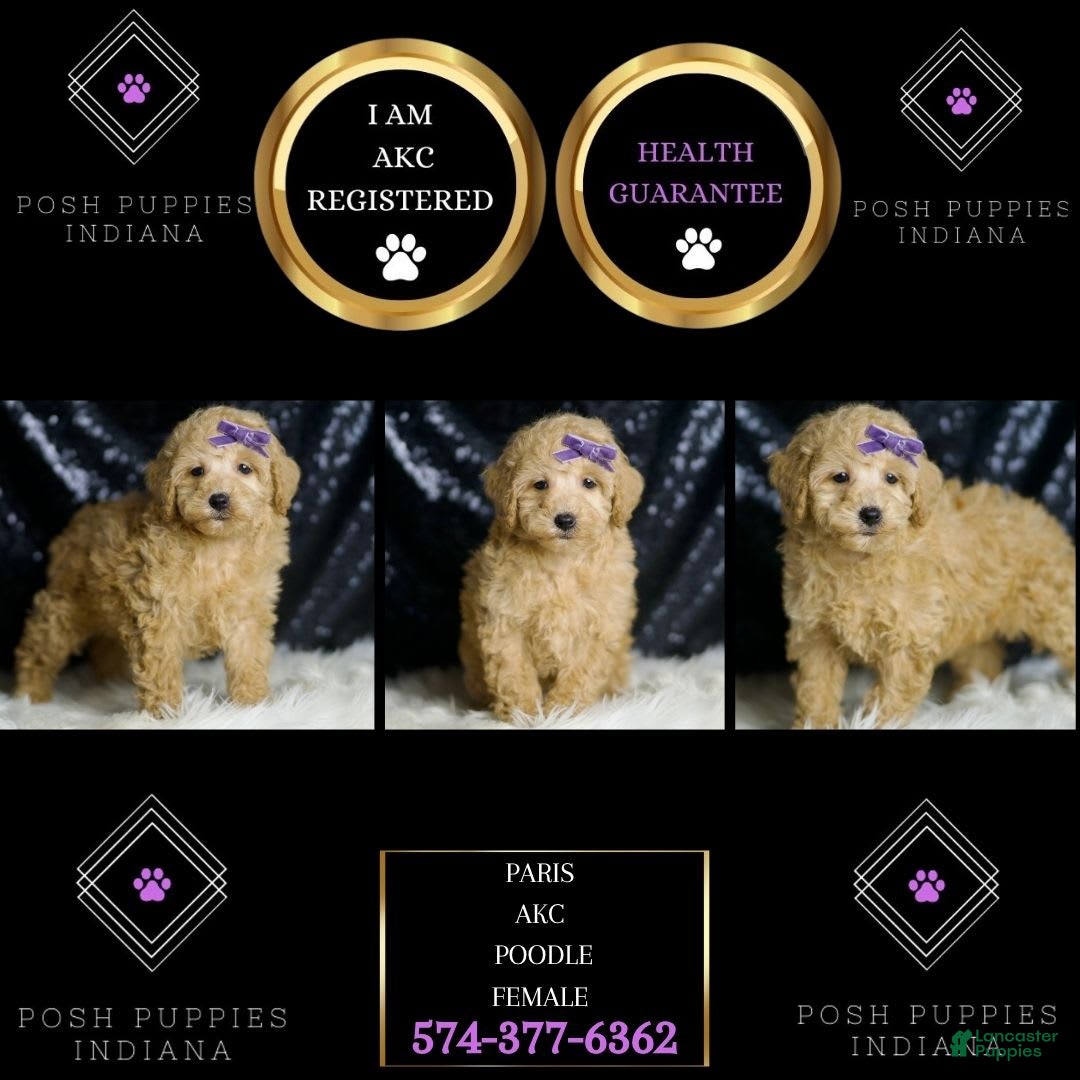 Miniature Poodle dogs for sale: Paris - Image 6