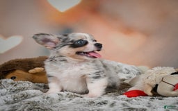 Chihuahua dogs for sale: Winston - Image 7