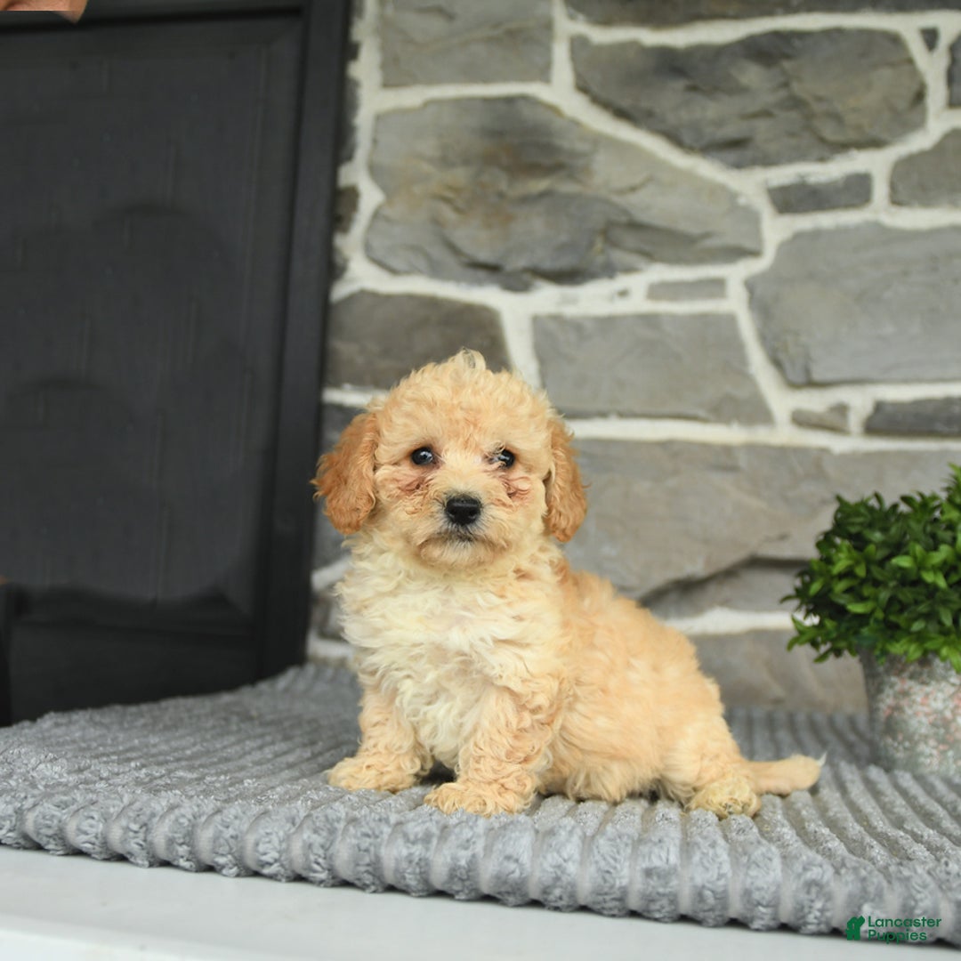 Bichpoo dogs for sale: Vienna - Image 2