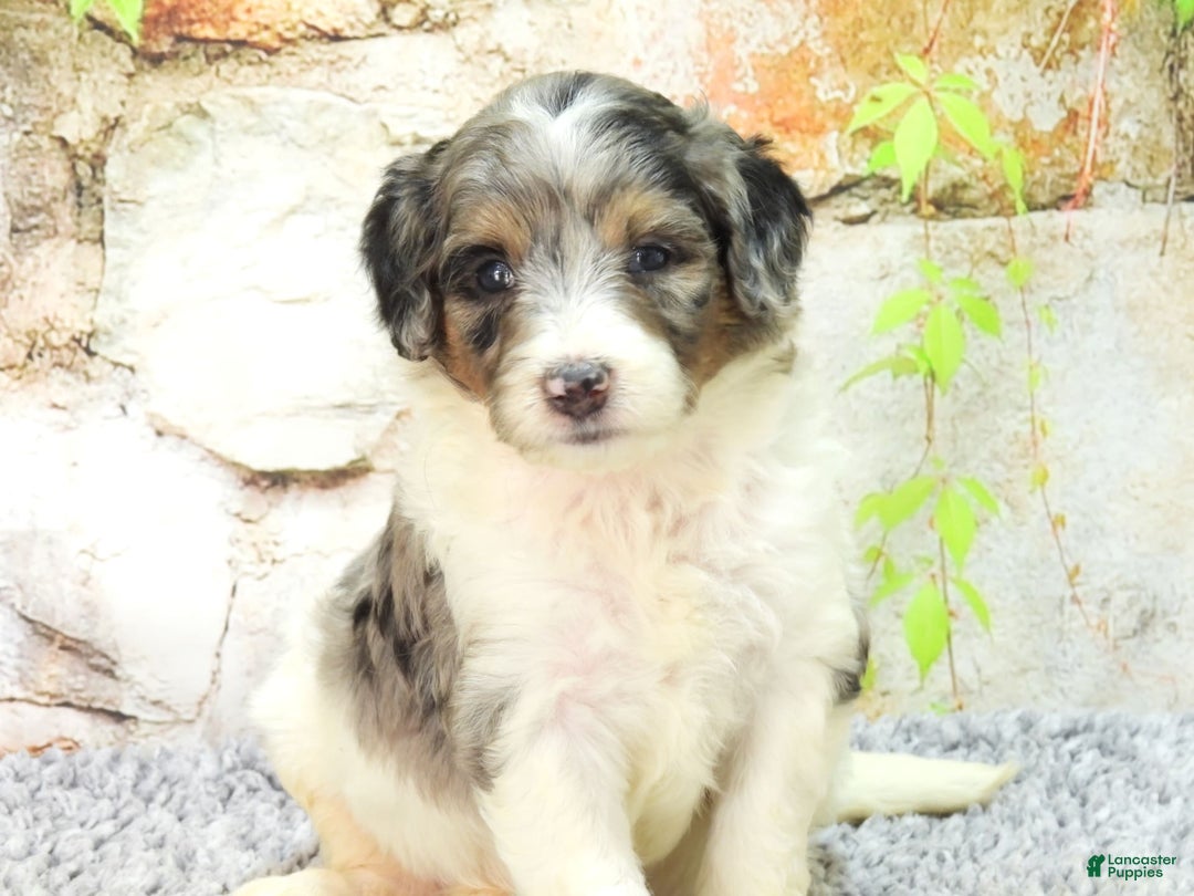 Mini Goldendoodle dogs for sale: Violet F1b - Image 8