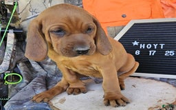 Redbone Coonhound dogs for sale: Hoyt - Image 4