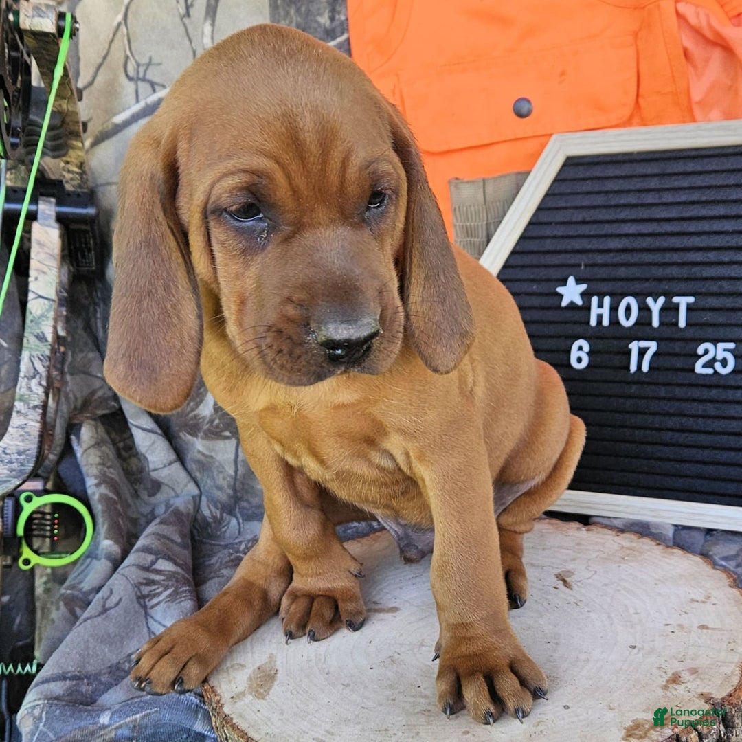 Redbone Coonhound dogs for sale: Hoyt - Image 4