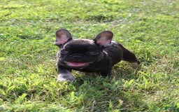 French Bulldog dogs for sale: Fenn - Image 3