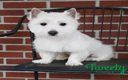 West Highland Terrier dogs for sale: Dove - Image 6
