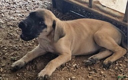 English Mastiff dogs for sale: Feebee - Image 2