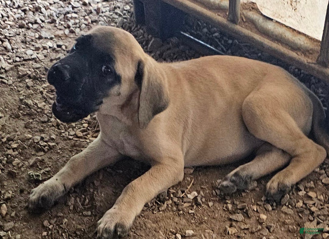 English Mastiff dogs for sale: Feebee - Image 2