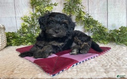 Doxiepoo dogs for sale: Dolly - Image 4