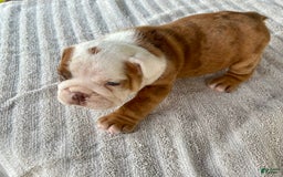 English Bulldog dogs for sale: Clyde - Image 7