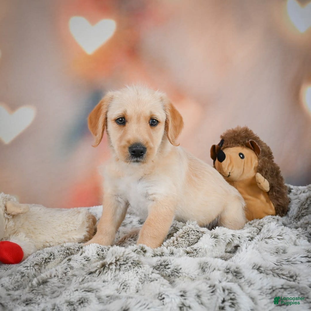 Goldendoodle dogs for sale: Reeses - Image 3