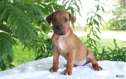 Rhodesian Ridgeback dogs for sale: Gemma - Image 14