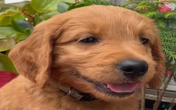 Goldendoodle dogs for sale: Washington - Image 9