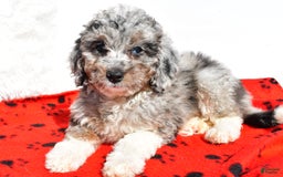 Mini Aussiedoodle dogs for sale: Emily - Image 4