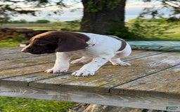 German Shorthaired Pointer dogs for sale: Off White Collar - Image 1