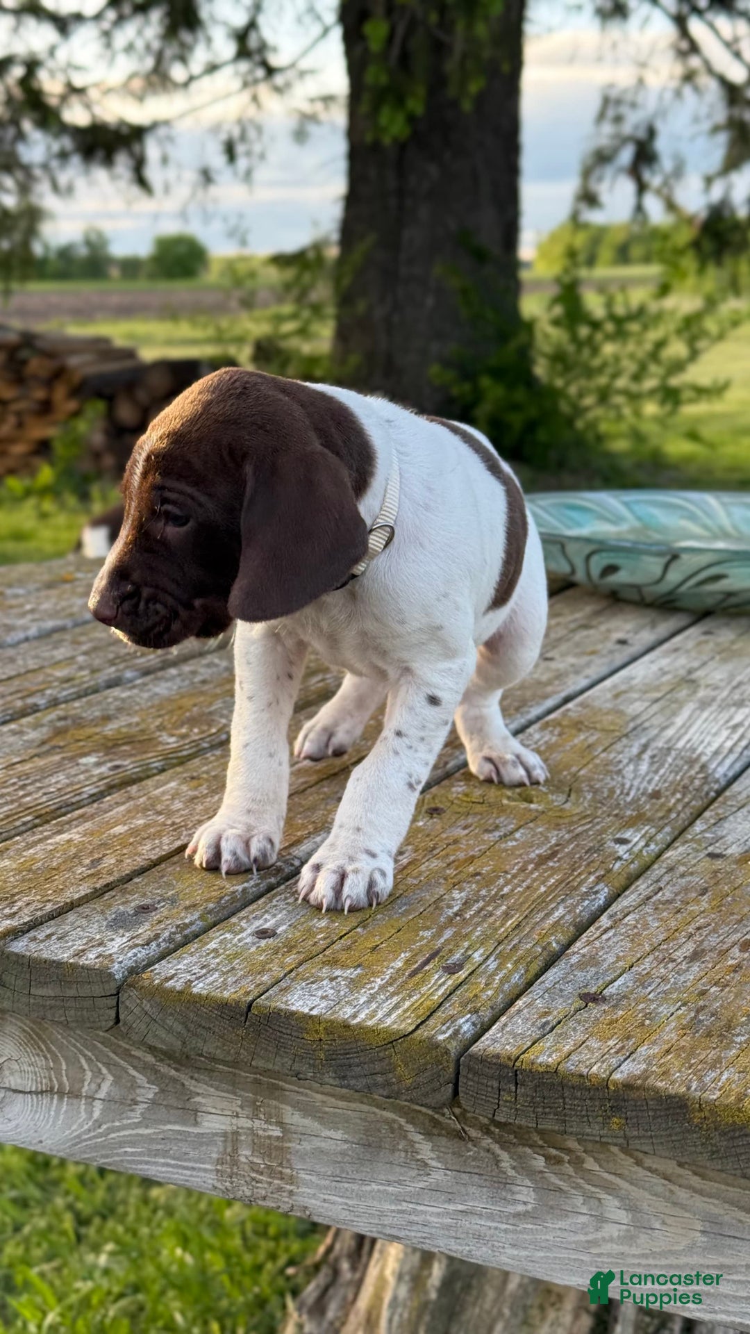 German Shorthaired Pointer dogs for sale: Off White Collar - Image 1