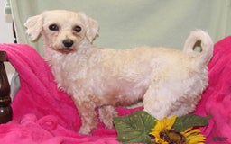 Teddy Bear dogs for sale: Hazel - Image 5