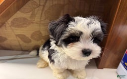 Morkie dogs for sale: Handsome big boy - Image 8