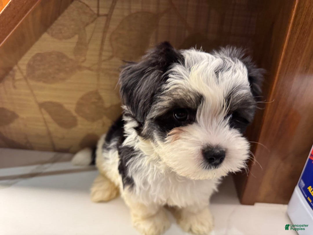 Morkie dogs for sale: Handsome big boy - Image 8