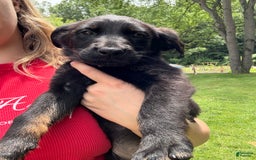 German Shepherd dogs for sale: Flower - Image 2