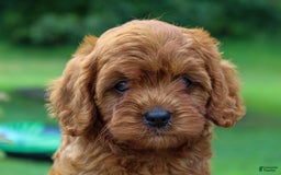 Cavapoo dogs for sale: Tucker - Image 2