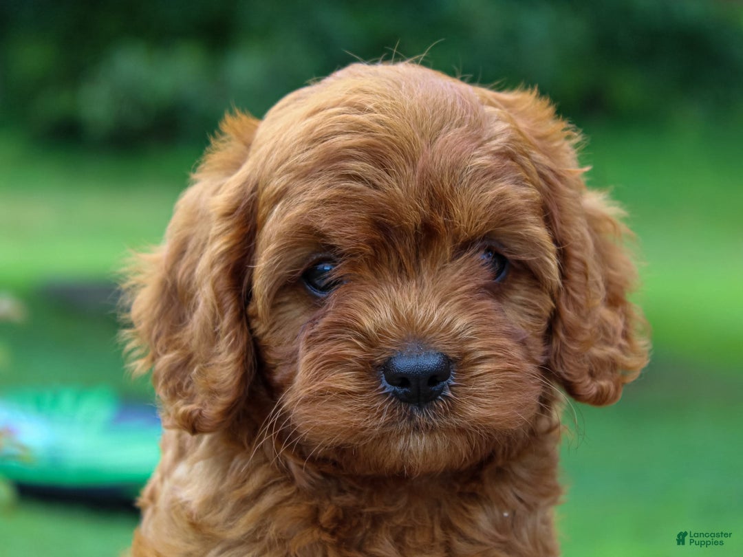 Cavapoo dogs for sale: Tucker - Image 2