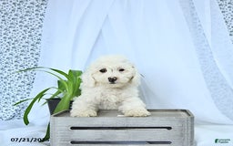 Mini Goldendoodle dogs for sale: Sophie - Image 3