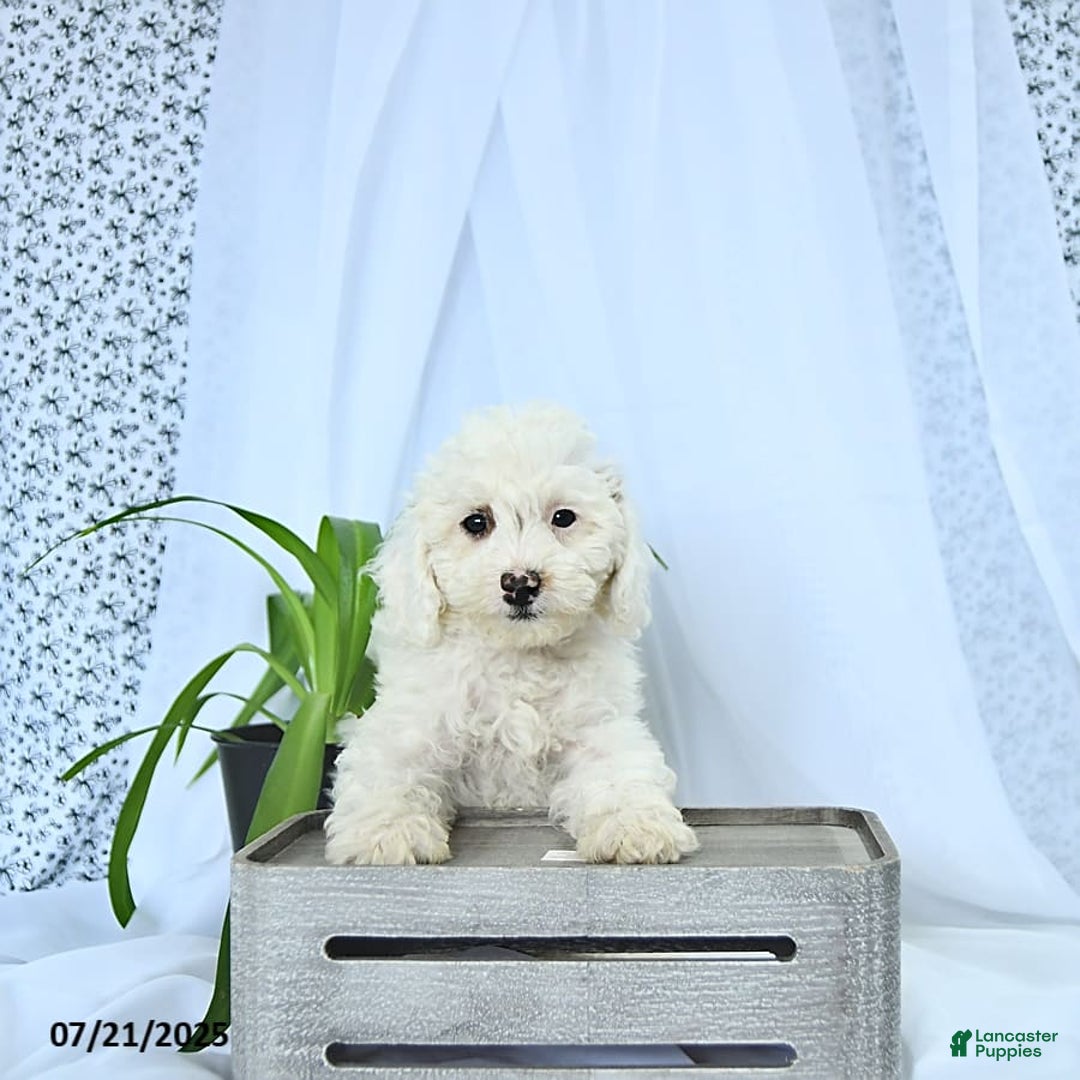 Mini Goldendoodle dogs for sale: Sophie - Image 3