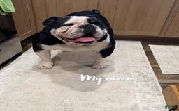 English Bulldog dogs for sale: Archie - Image 10