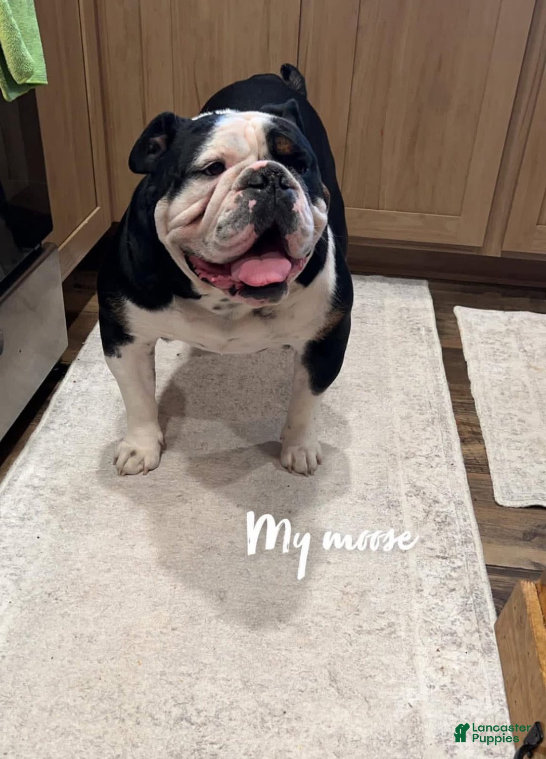 English Bulldog dogs for sale: Archie - Image 10
