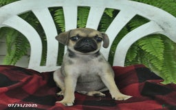 Pug dogs for sale: Pug 3 puppies - Image 6
