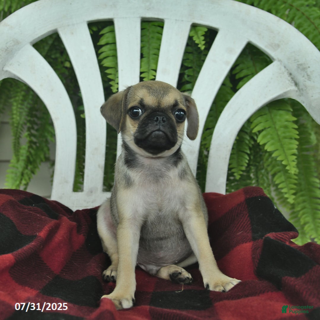 Pug dogs for sale: Pug 3 puppies - Image 6