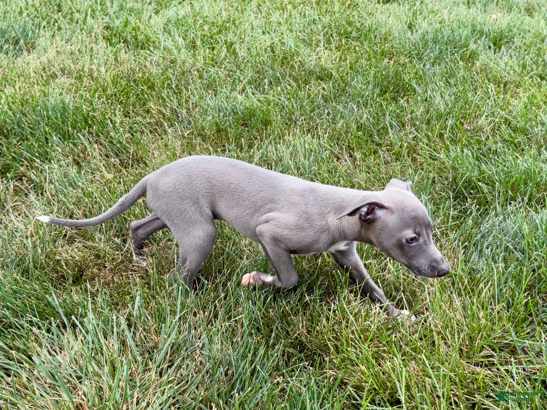 Italian Greyhound dogs for sale: Jenna - Image 8