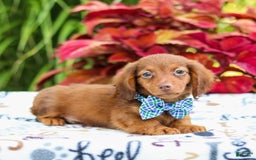 Miniature Dachshund dogs for sale: Zack - Image 2