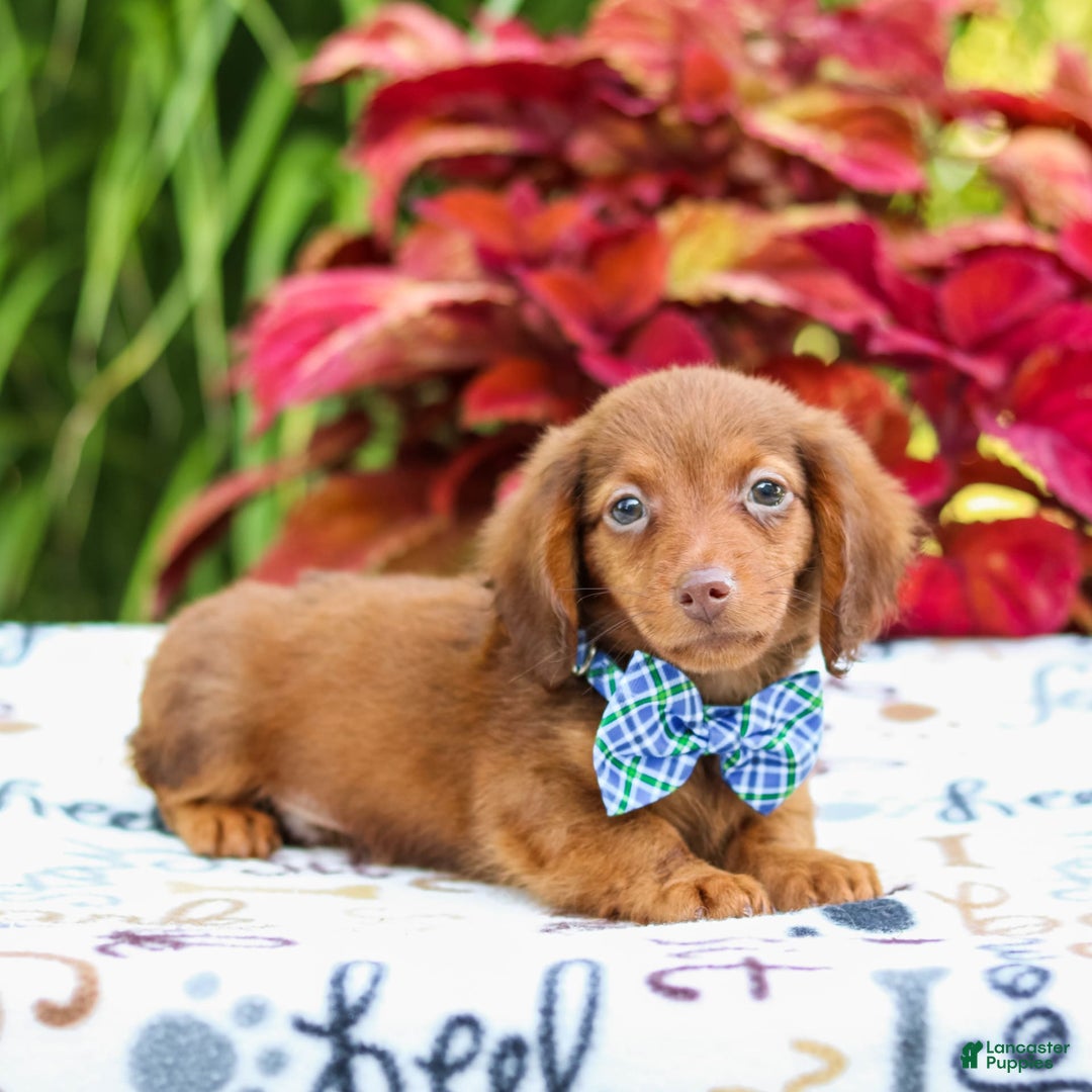 Miniature Dachshund dogs for sale: Zack - Image 2