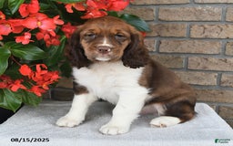 English Springer Spaniel dogs for sale: Colton - Image 1