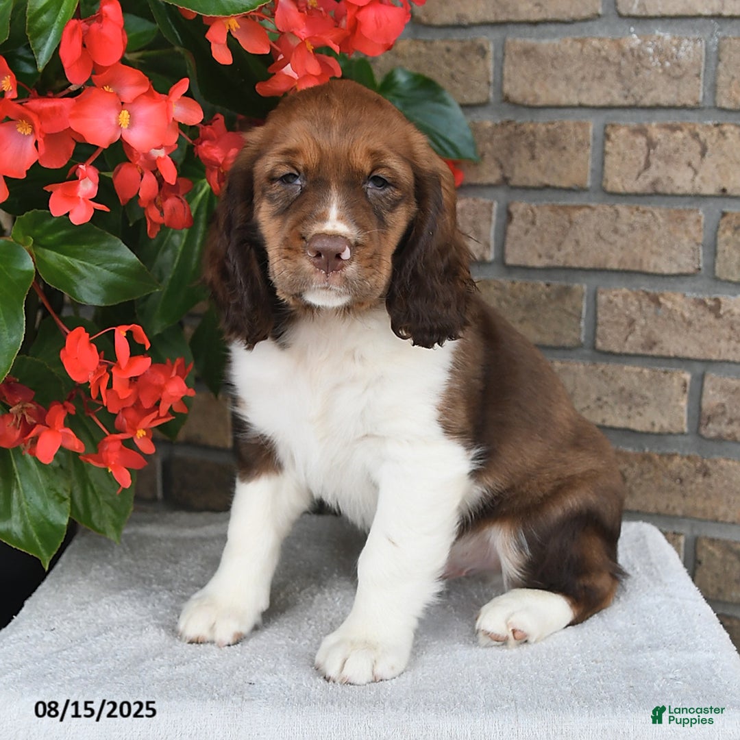 English Springer Spaniel dogs for sale: Colton - Image 1