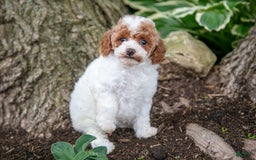 Toy Poodle dogs for sale: Tipsy - Image 1