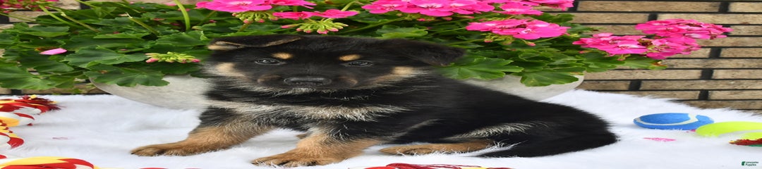 Baxter