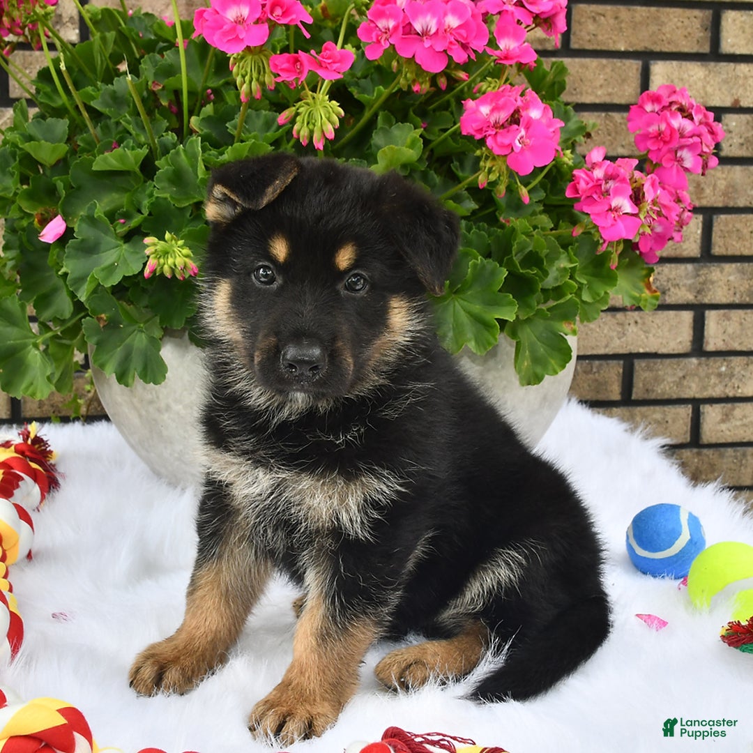 German Shepherd dogs for sale: Baxter - Image 1