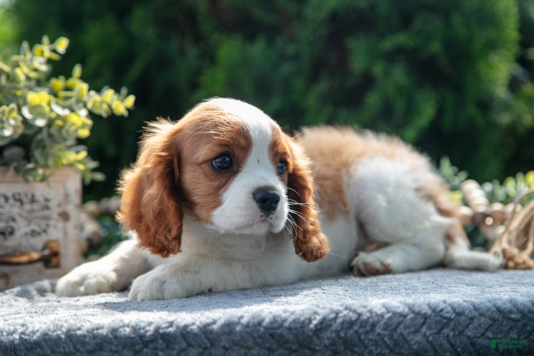 Cavalier King Charles Spaniel dogs for sale: Payton - Image 7