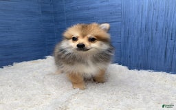 Pomeranian dogs for sale: Ricky - Image 4