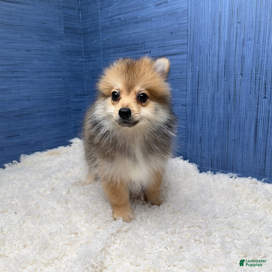 Pomeranian dogs for sale: Ricky - Image 4