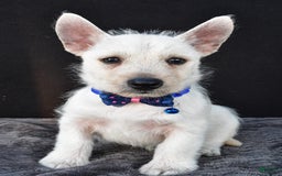 West Highland Terrier dogs for sale: Nugget - Image 5