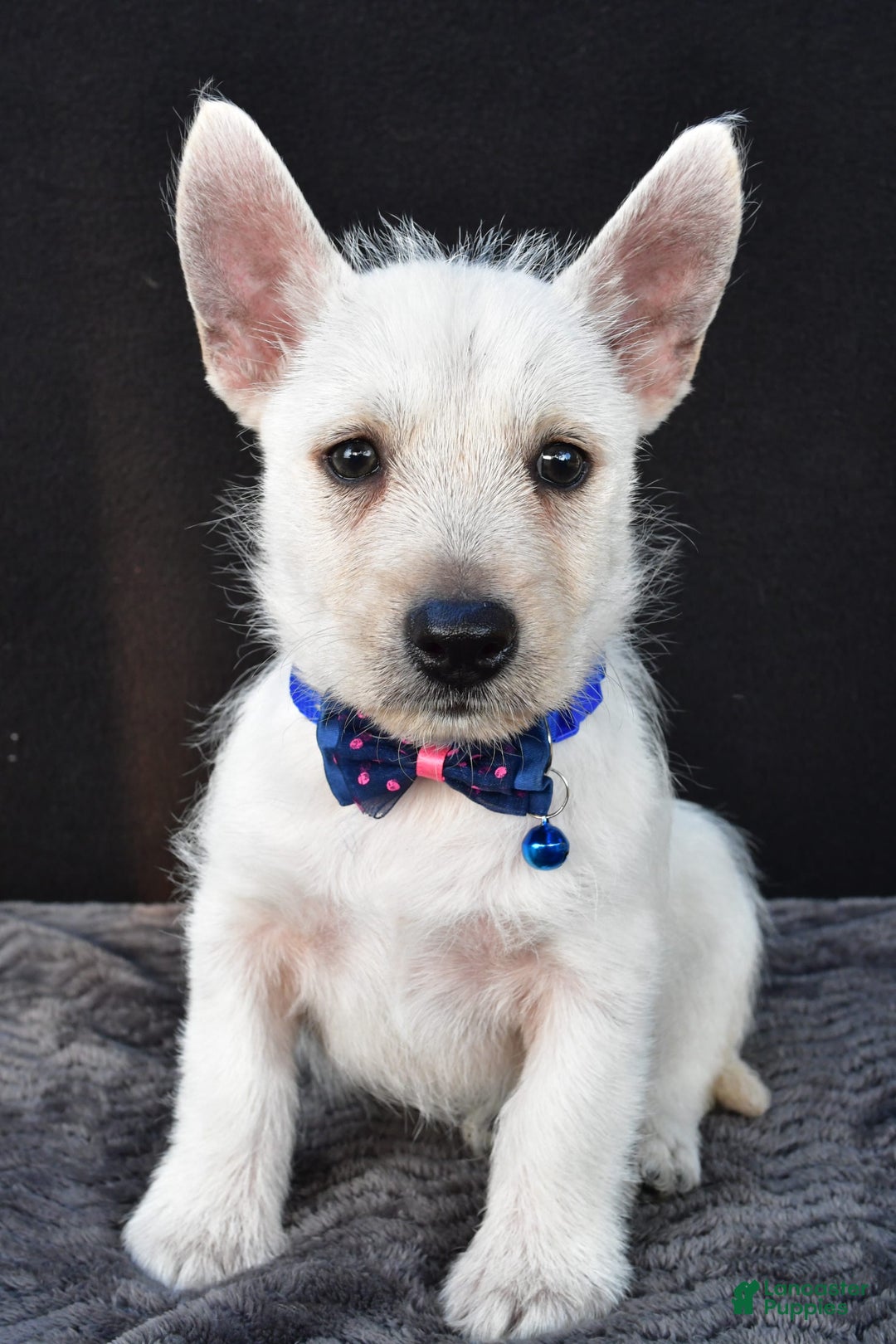 West Highland Terrier dogs for sale: Nugget - Image 5