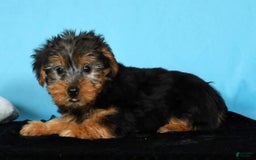 Yorkshire Terrier dogs for sale: Jordan - Image 6